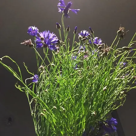 Haus Grotheer Apartamento