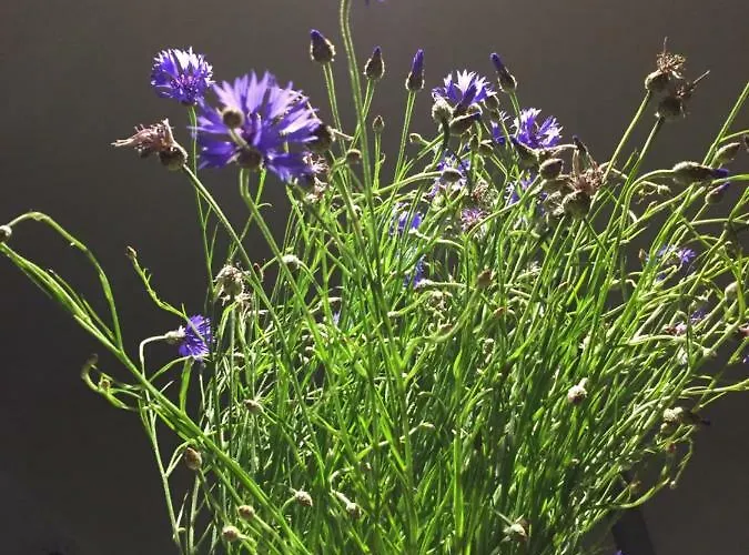 Haus Grotheer شقة